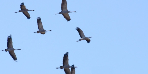 Etxeko leihotik ikusten den fauna, liburu batean jasoa