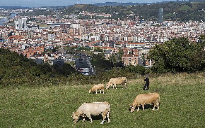 Haragitarako behiak, Bilbon. LUIS JAUREGIALTZO / ARGAZKI PRESS