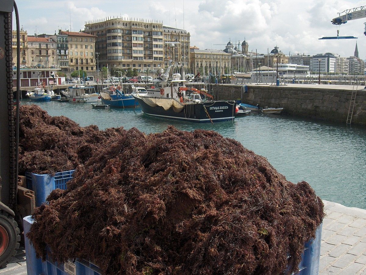 Kostaldeko herrietan biltzen den itsas belar mota da kalte gehien izan duena. EIDER GOENAGA.