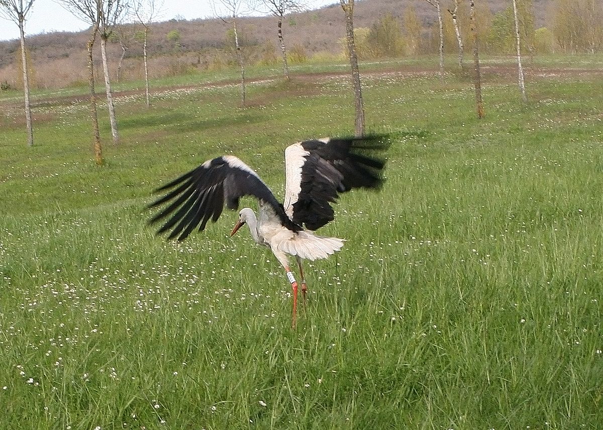 Satelite bidezko igorgailu bat darama soinean Estitxu izeneko zikoinak. RAMON ELOSEGI / SEO-BIRDLIFE.