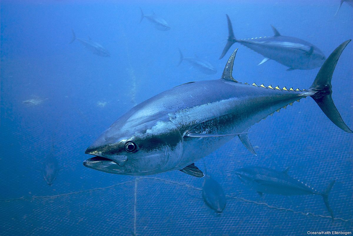 Hegalaburrak, gizentze kaiola baten barruan, Maltan. KEITH ELLENBOGEN / OCEANA.