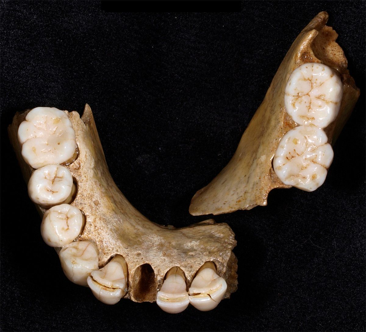 Homo neanderthalensis espezieko banako biren simulazioa. JAN PRILLWITZ.