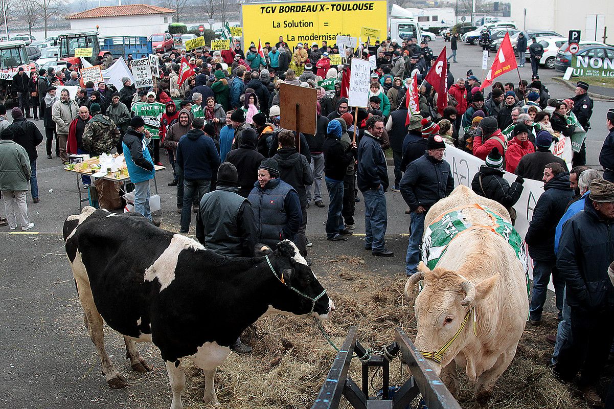 AHTaren aurkakoek behiak eraman zituzten protestara. BOB EDME.