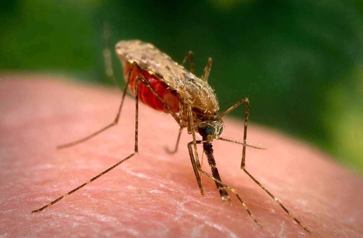 Anopheles gambiae eltxo emeak transmititzen du malaria. ND.EDU.