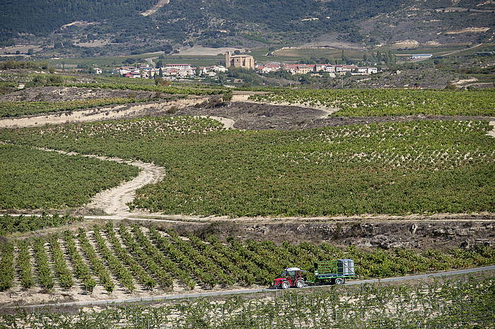 Villabuenako mahastiak, Arabako Errioan. IÑIGO URIZ /ARGAZKI PRESS