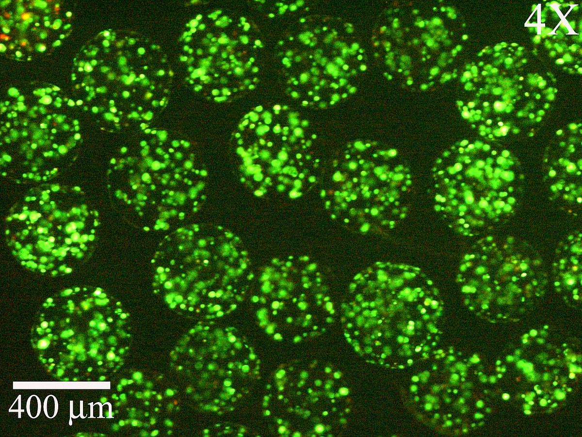 Odol basoak sortzeko faktorea daukaten zelulak gordetzen dituzten kapsulen irudia. NANOBIOCEL.