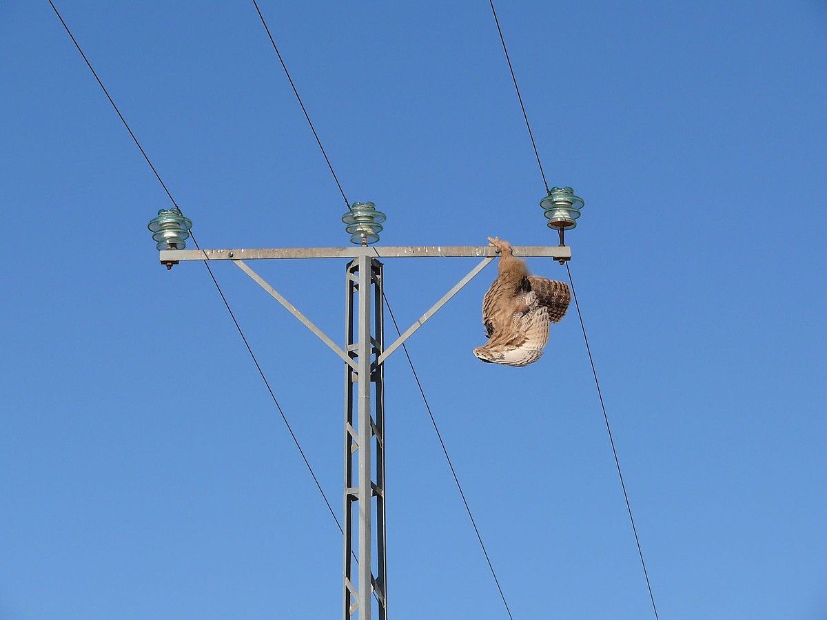 Neurri handiko hontz bat zutoin elektriko batean elektrokutaturik. SAO.