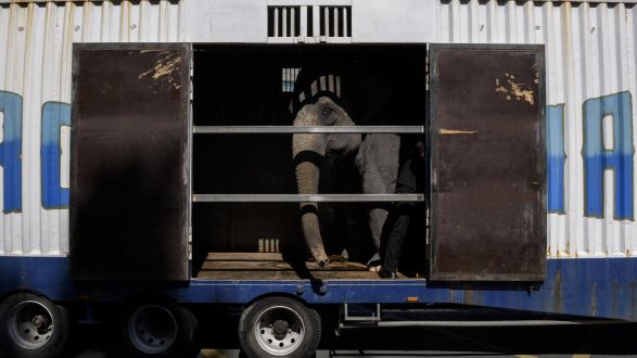 (ID_17243322472765) (/AITOR GARMENDIA) Elefante bat hura garraiatzeko kamioi batean Bilboko Meliá hotel kanpoan, Gran Circo Mundialek ha...