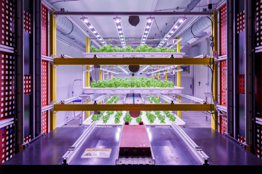 Vertical Farming proiektuko landareak. NEIKER