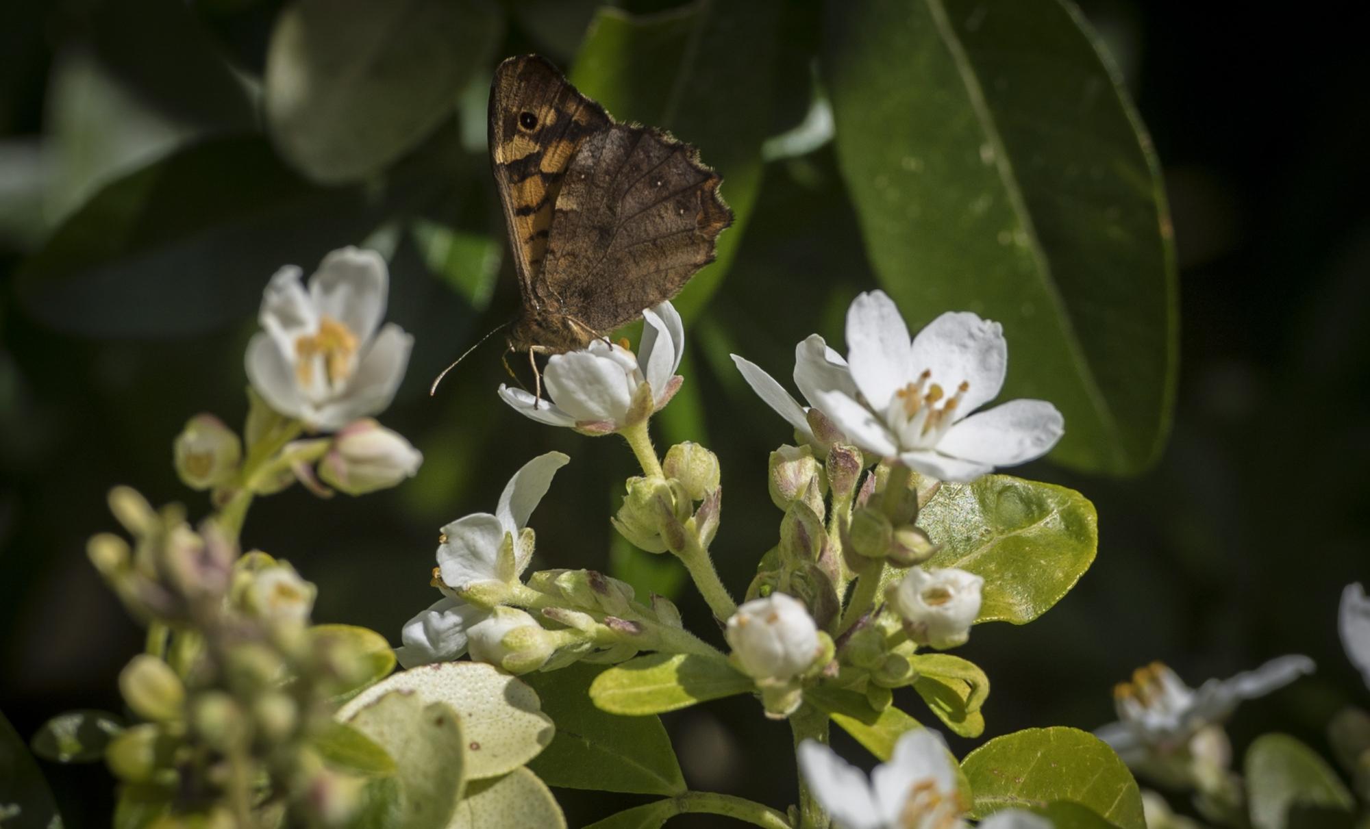 Tximeleta bat Pagoetako parke naturalean, artxiboko irudi batean. GORKA RUBIO / FOKU