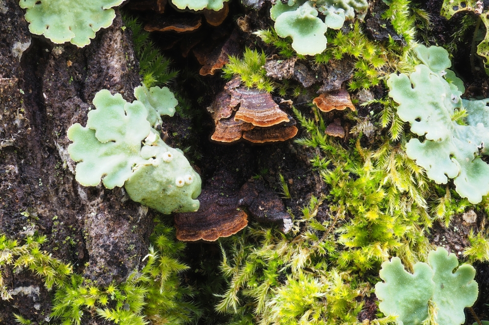 'Hymenochaete ametzii' espeziea, ametz baten enborrean. IBAI OLARIAGA