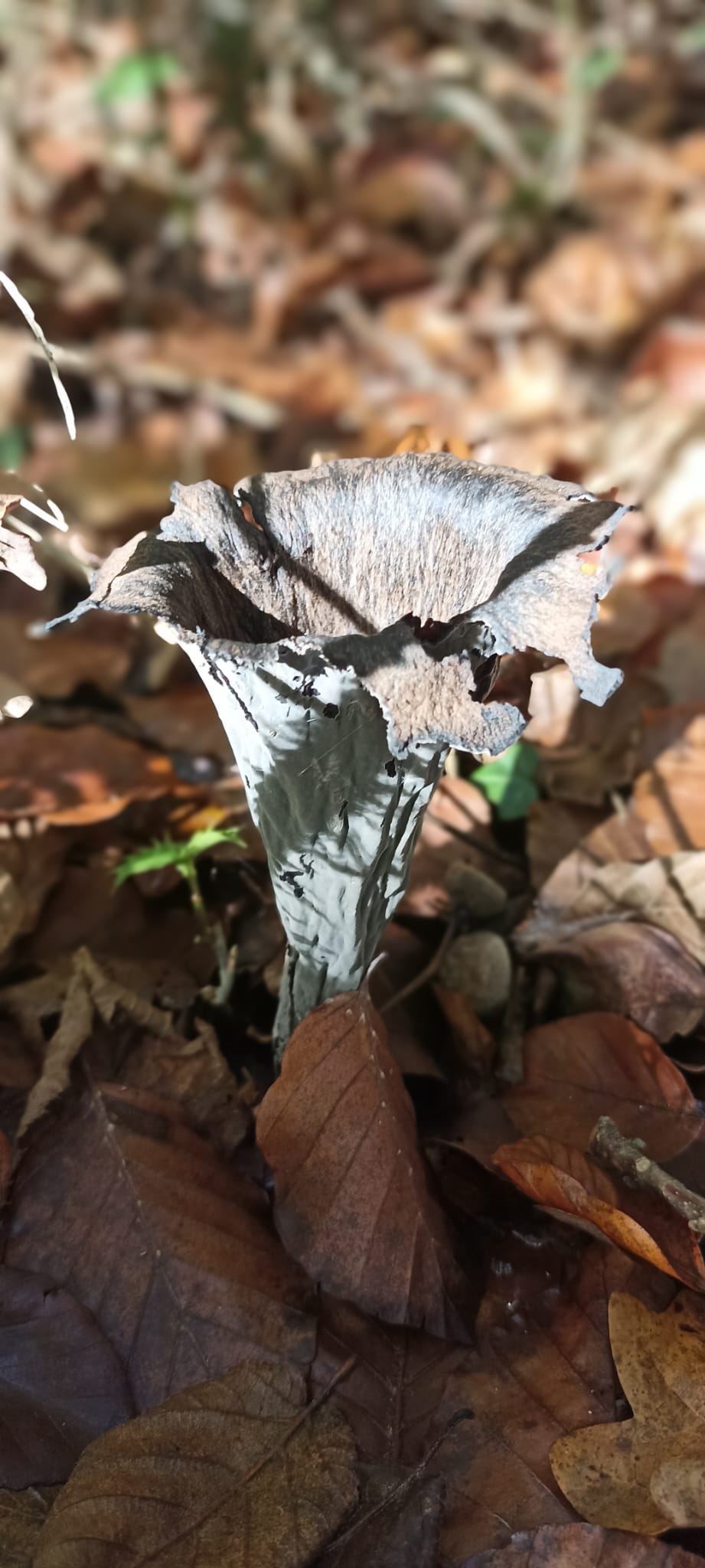 Saltsa perretxiko beltza ('Craterellus cornucopioides'). E. TELLERIA