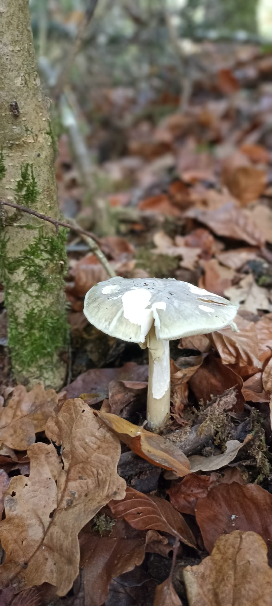 Hiltzaile berdea ('Amanita phalloides'). E. TELLERIA