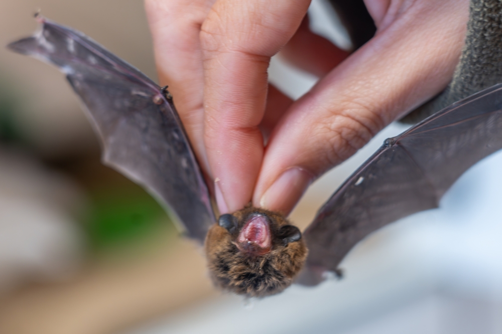 Geroz eta saguzar gehiago jasotzen eta artatzen dituzte Basabizin. Argazkikoa, pipistrelo txiki bat da ('Pipistrellus pipistrellus'). ANDONI CANELLADA / FOKU