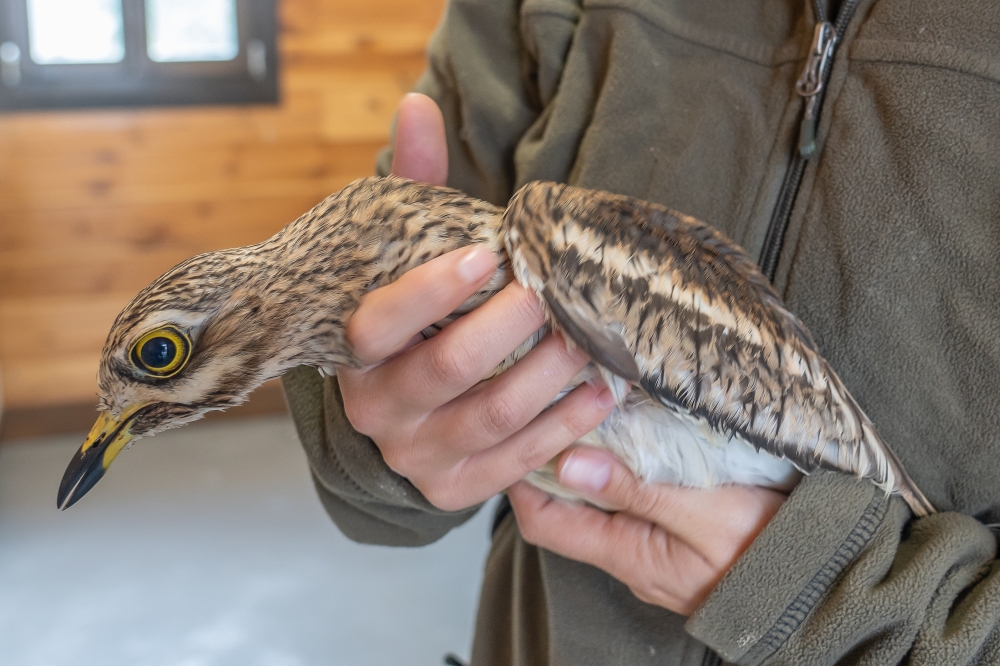 Hegazti zangaluze eder bat da atalarra ('Burhinus oedicnemus'). Basabizikoari kolpea osatu zaio, baina ez da jaten ari. ANDONI CANELLADA / FOKU