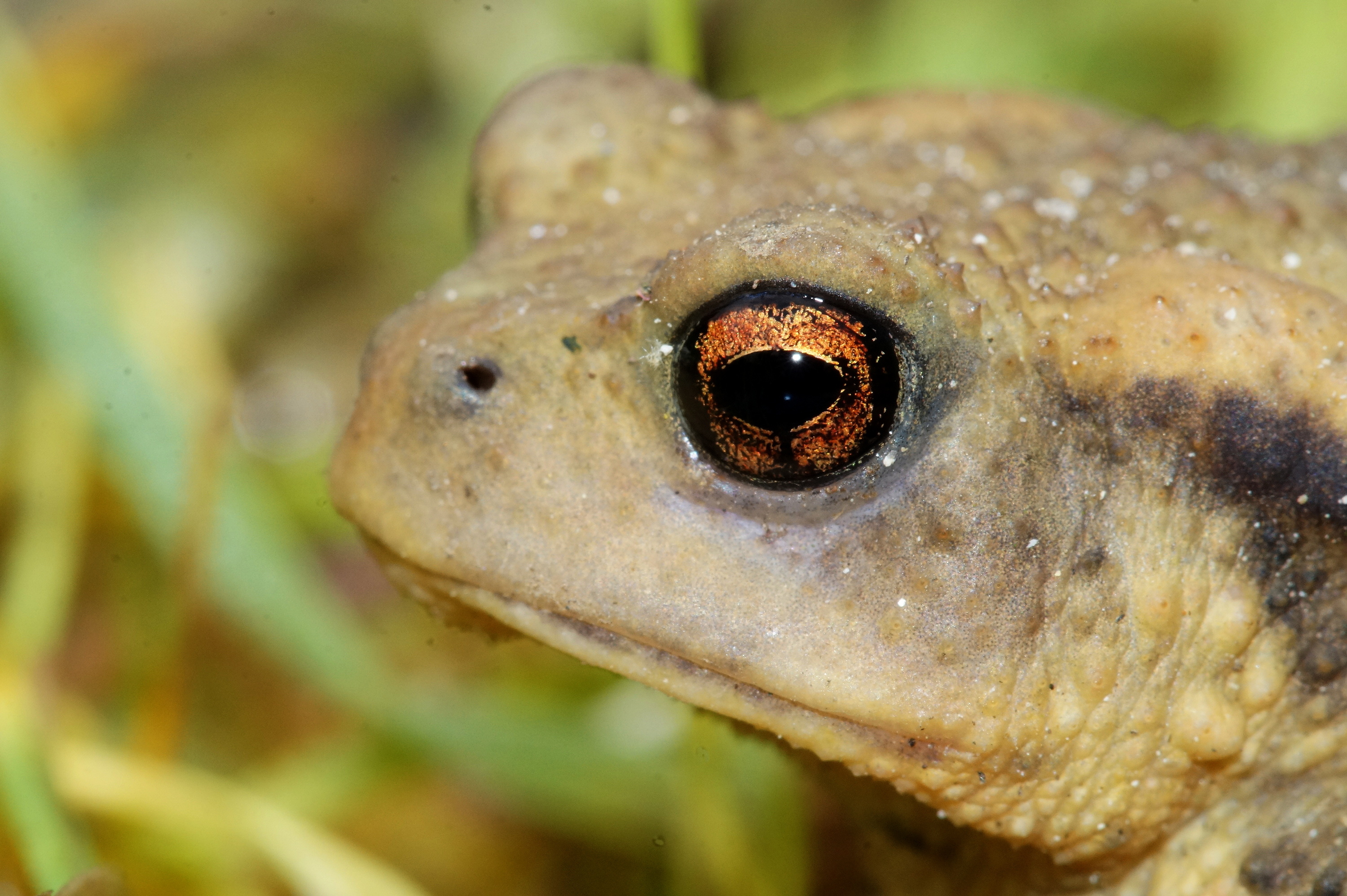 Apo arrunt iberiarra (Bufospinosus). Euskal Herriko fauna gidatik ateratako irudia