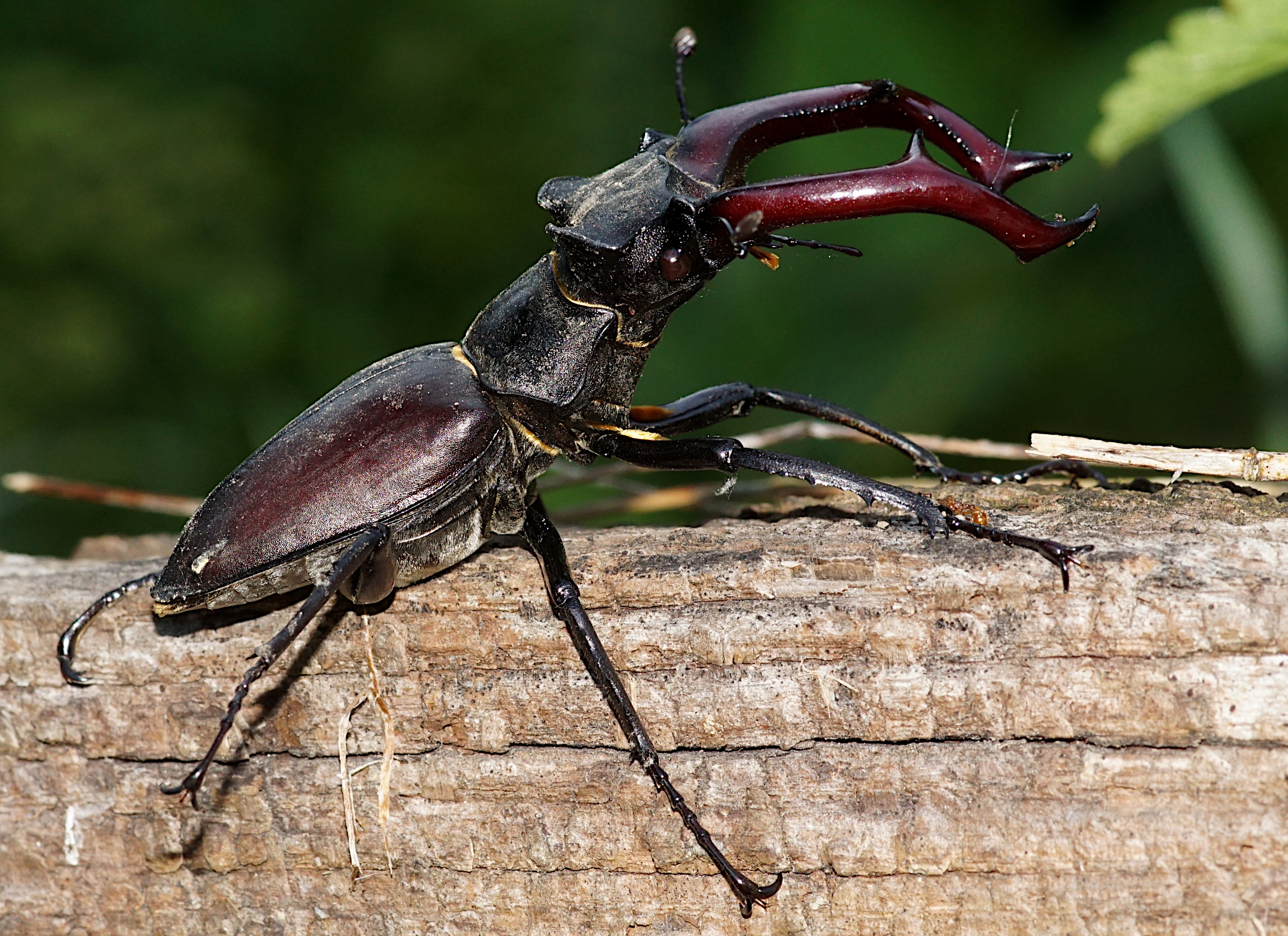 Kakalardo adarduna (Lucanuscervus). Euskal Herriko fauna gidatik ateratako irudia