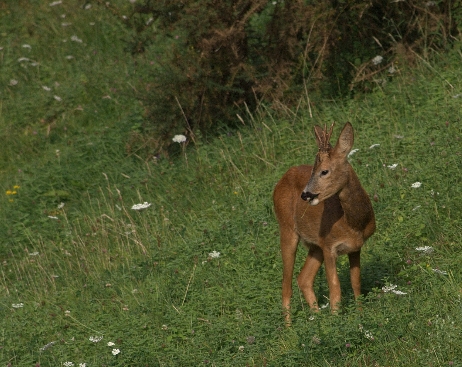 Orkatza (Capreoluscapreolus). Euskal Herriko fauna gidatik ateratako irudia