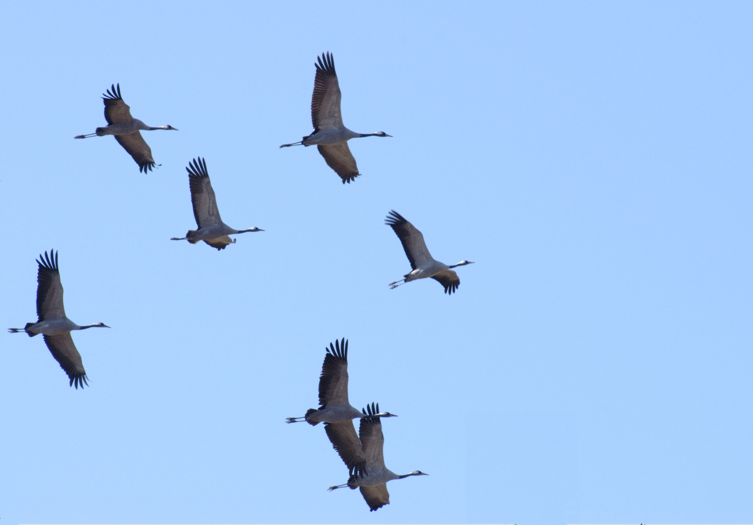 Kurrilo arrunta (Grus grus). Euskal Herriko fauna gidatik ateratako irudia