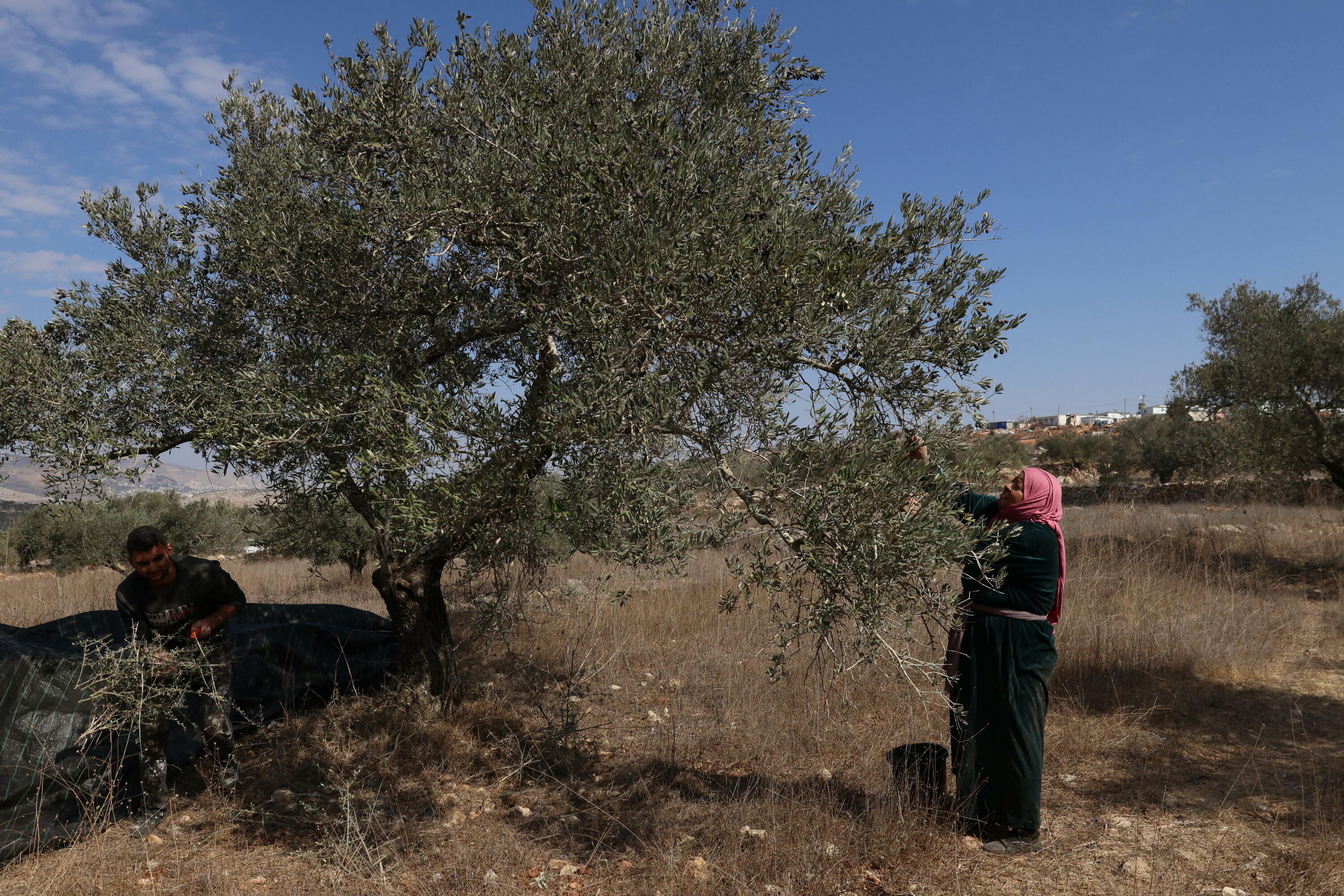 Emakume palestinar bat olibak biltzen, urrian, Zisjordanian. ALAA BADERNEH / EFE