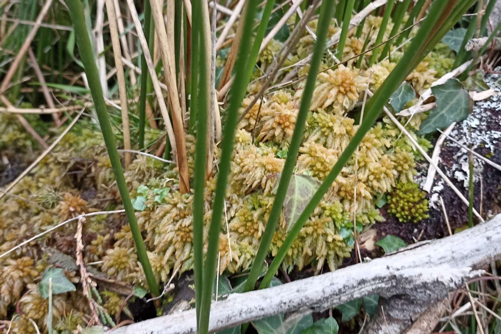 'Sphagnum' generoko goroldioa, Usabelartzan. ENEKOITZ TELLERIA