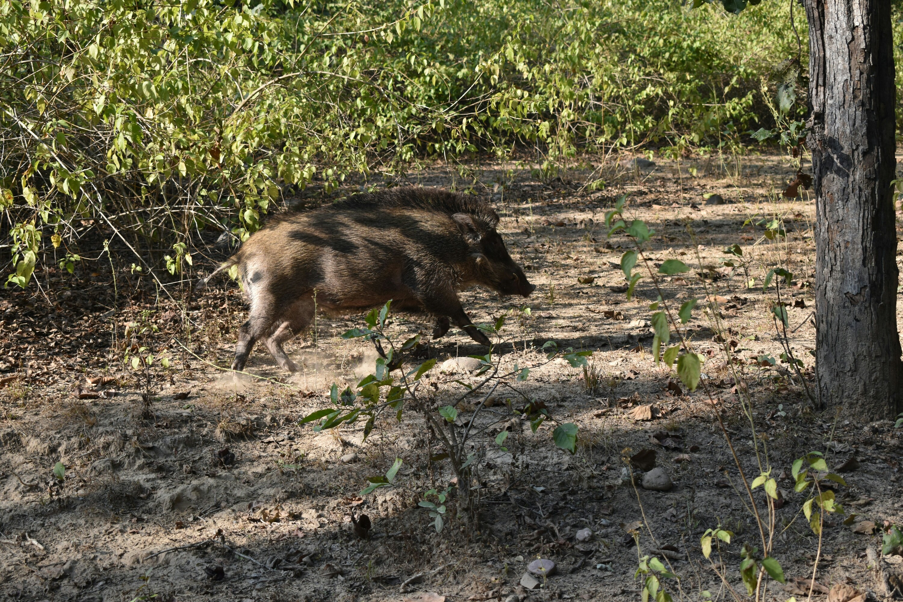 Basurde bat, artxiboko irudi batean. BERRIA