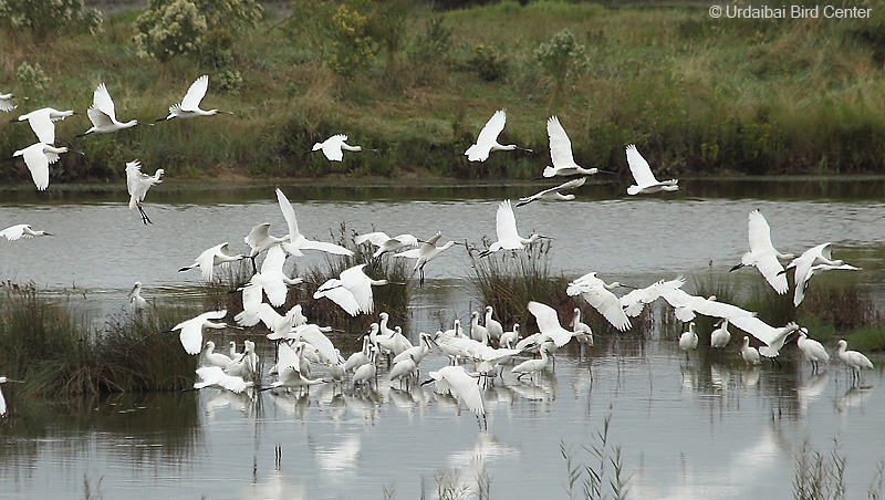 Mokoluze zuriak Urdaibain. URDAIBAI BIRD CENTER