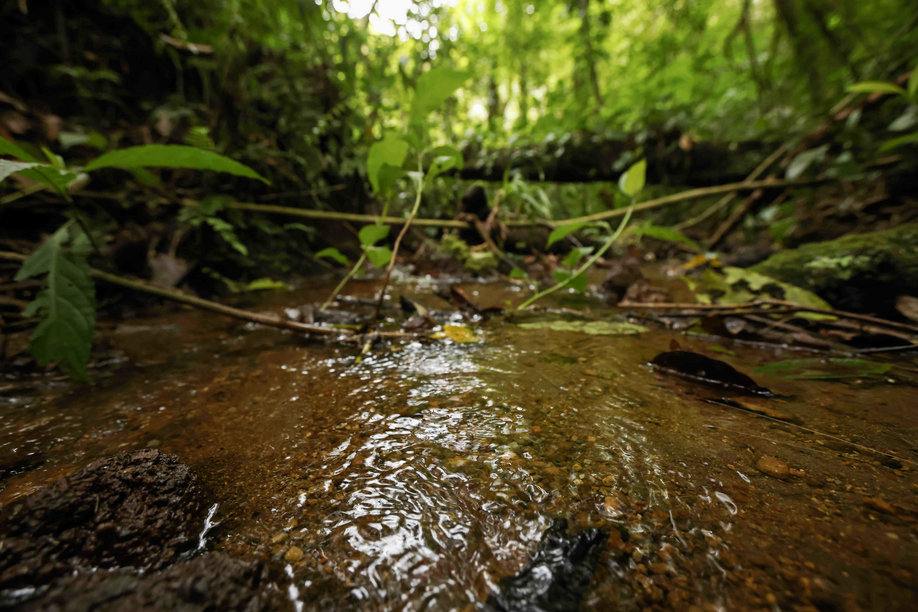 Erreka bat Costa Rican, munduan bioaniztasun handienetakoa duen herrialdea. JEFFREY ARGUEDAS / EFE