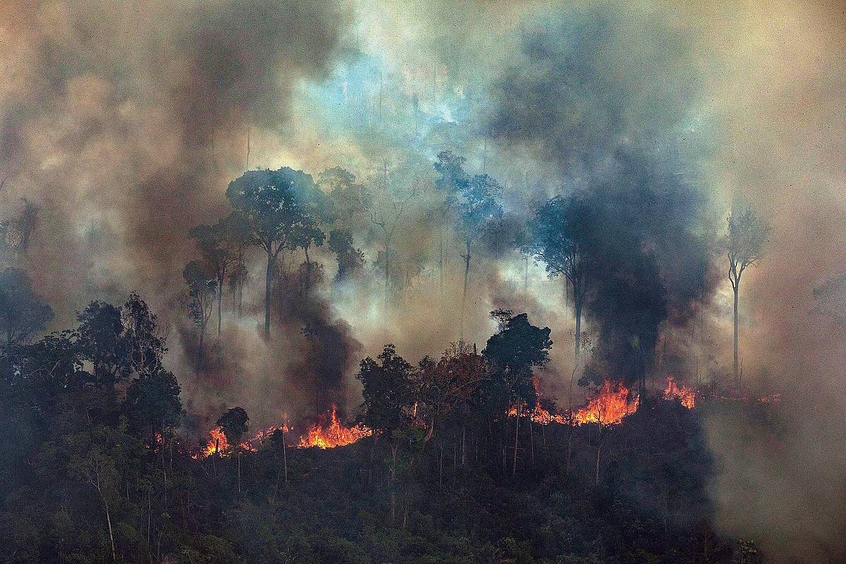 Sute bat Brasilgo Amazonian. VICTOR MORIYAMA